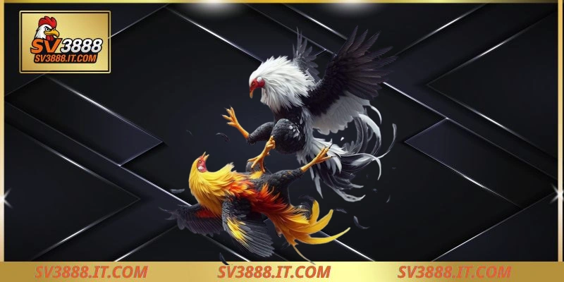 Kiểm tra vị trí của nài gà