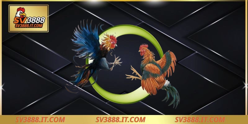 Giới thiệu về các sảnh đá gà trực tiếp của Sv388