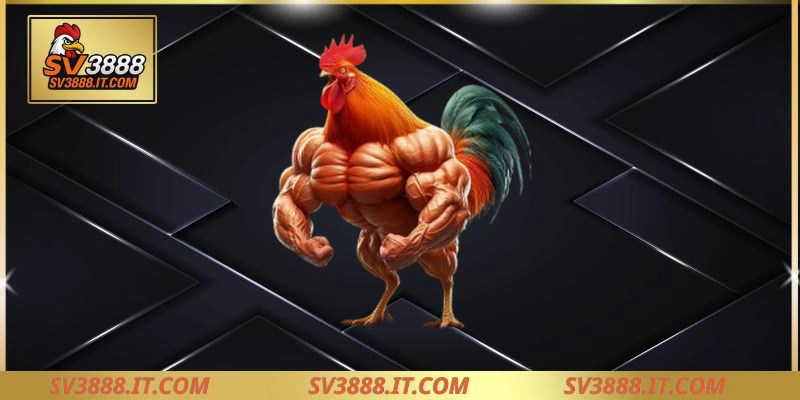 Những loại gà chọi vảy rồng phổ biến